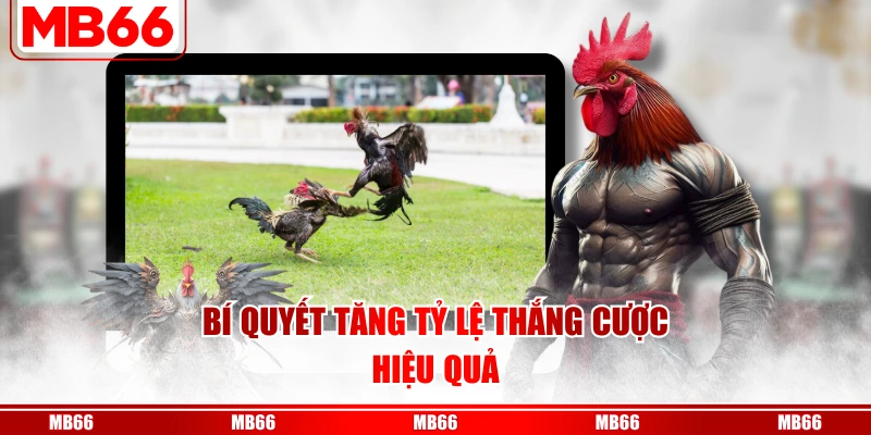 Bí quyết tăng tỷ lệ thắng cược hiệu quả
