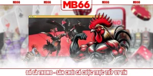 Đá Gà Thomo - Sân Chơi Cá Cược Trực Tiếp Uy Tín