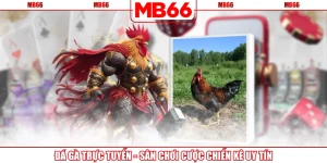 Đá Gà Trực Tuyến - Sân Chơi Cược Chiến Kê Uy Tín