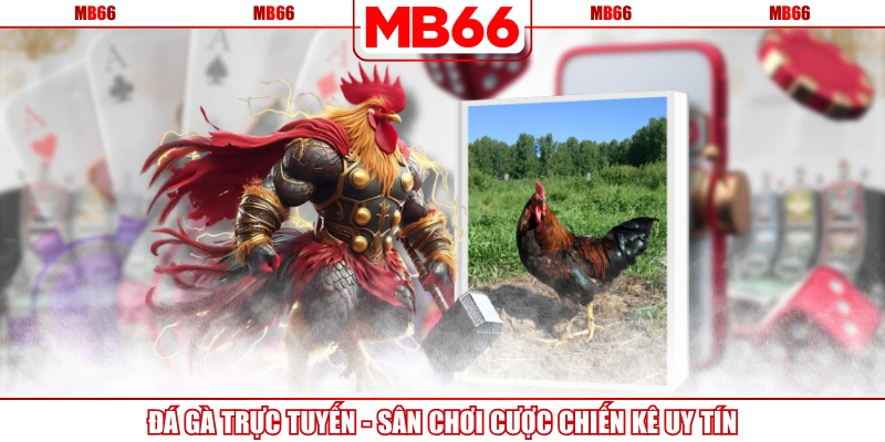 Đá Gà Trực Tuyến - Sân Chơi Cược Chiến Kê Uy Tín