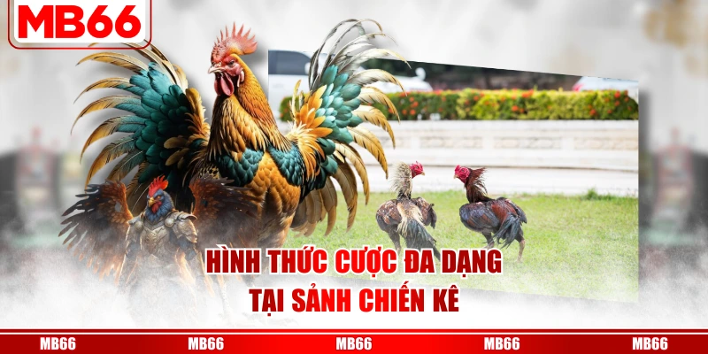 Hình thức cược đa dạng tại sảnh chiến kê