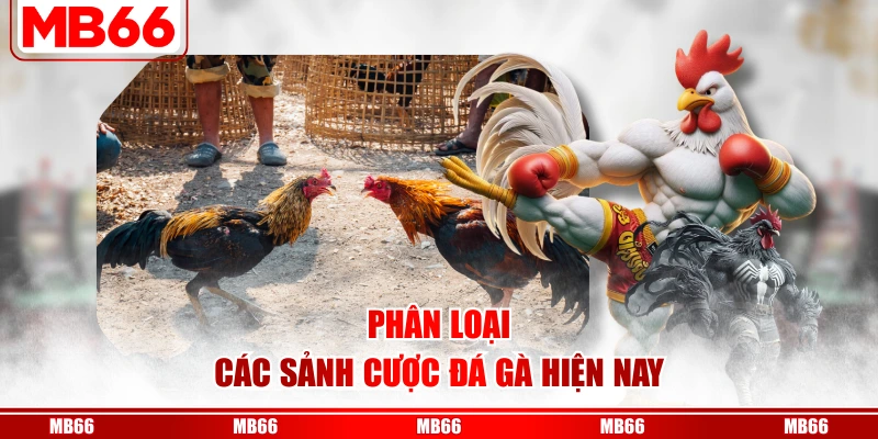 Phân loại các sảnh cược đá gà hiện nay
