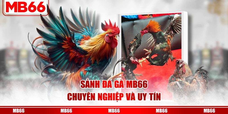 Sảnh đá gà MB66 chuyên nghiệp và uy tín