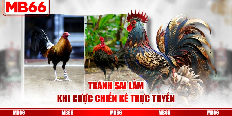 Tránh sai lầm khi cược chiến kê trực tuyến